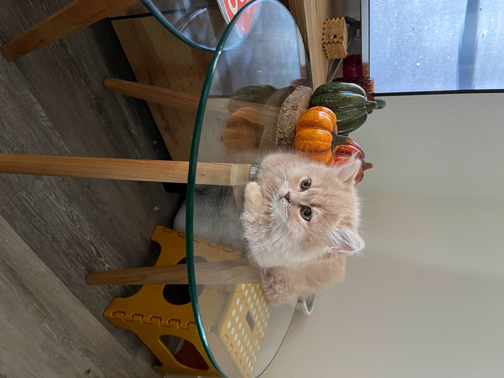 Ullock a rejoint le concours — aidez-le/la à gagner de superbes lots ! art, domestic_short_haired_cat, fawn, felidae, fur, hardwood, mouse, muroidea, pet_supply, plush, rat, rodent, room, shelf, small_to_medium_sized_cats, stuffed_toy, tail, whiskers, window, wood