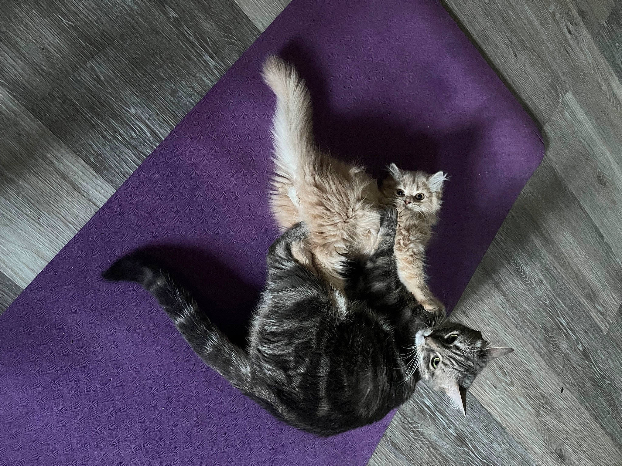 Ullock participe au concours pour gagner de l'argent avec cette photo : art, canidae, carnivore, cat, claw, darkness, dog_breed, domestic_short_haired_cat, felidae, fur, gesture, grey, hardwood, paw, purple, shadow, small_to_medium_sized_cats, tail, whiskers, wood