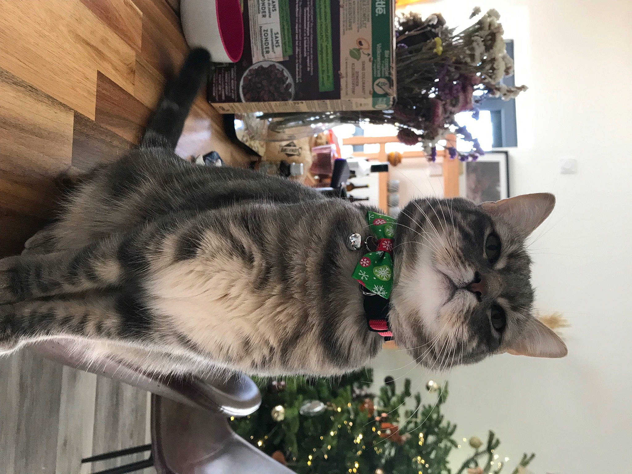 Rio a rejoint le concours — aidez-le/la à gagner de superbes lots ! canidae, carnivore, cat, christmas, christmas_decoration, christmas_ornament, christmas_tree, collar, domestic_short_haired_cat, event, felidae, fur, holiday, paw, plant, small_to_medium_sized_cats, snout, tail, tree, whiskers