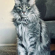 Sir Flufferton Gray is registered to the contest to win money with this photo: animal, bell, carpet, cat, close_up, collar, cute, domestic_animal, feline, fluffy_fur, furry, gray_cat, green_eyes, household, indoor, pet, portrait, relaxed, sitting, whiskers