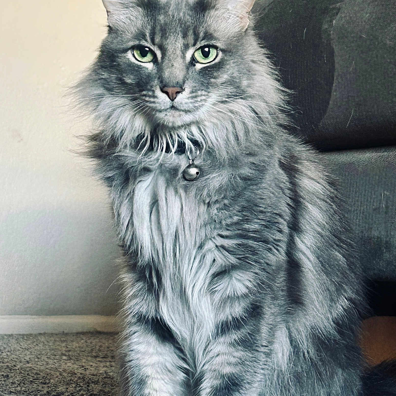 Sir Flufferton Gray