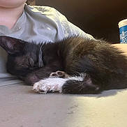 Soot is registered to the contest to win money with this photo: black_fur, cat, close_up, cozy, cup, cute, domestic_animal, drink, feline, fur, gray_shirt, indoor, kitten, person, pet, polar_pop, resting, sleeping, table, white_paws