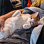 Tigger joined the competition — help win amazing prizes! arm, blanket, casual, cat, couch, cozy, fleece_blanket, fur, furniture, home, indoor, living_room, orange_and_white, paw, person, pet, relaxed, resting, tablet, tissue_roll