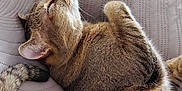 Tigrou a rejoint le concours — aidez-le/la à gagner de superbes lots ! animal, cat, closeup, comfort, cozy, ear, feline, fur, indoor, paw, pet, quilt, relaxation, resting, sleeping, soft_light, tabby, tail, texture, whiskers