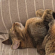 Tigrou a rejoint le concours — aidez-le/la à gagner de superbes lots ! animal, cat, closeup, couch, cozy, cute, domestic_animal, ear, fabric, feline, fur, indoor, pet, relaxed, resting, sleeping, soft, striped, tabby, whiskers