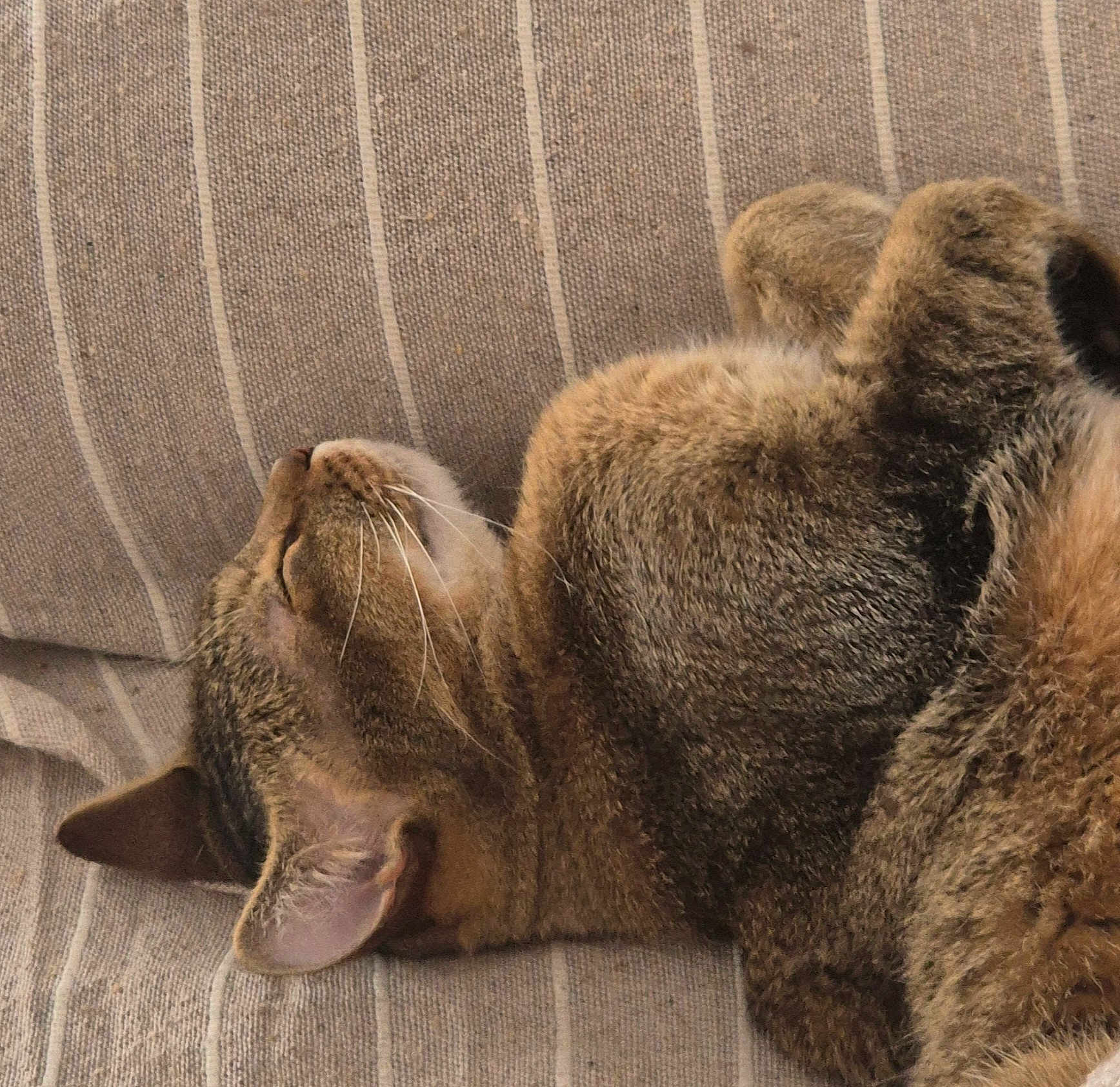 Tigrou