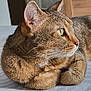 Tigrou a rejoint le concours — aidez-le/la à gagner de superbes lots ! animal, cat, close_up, cute, domestic_cat, feline, fur, green_eyes, indoor, looking_away, mammal, paws, pet, relaxed, resting, side_profile, sleepy, soft_texture, tabby, whiskers