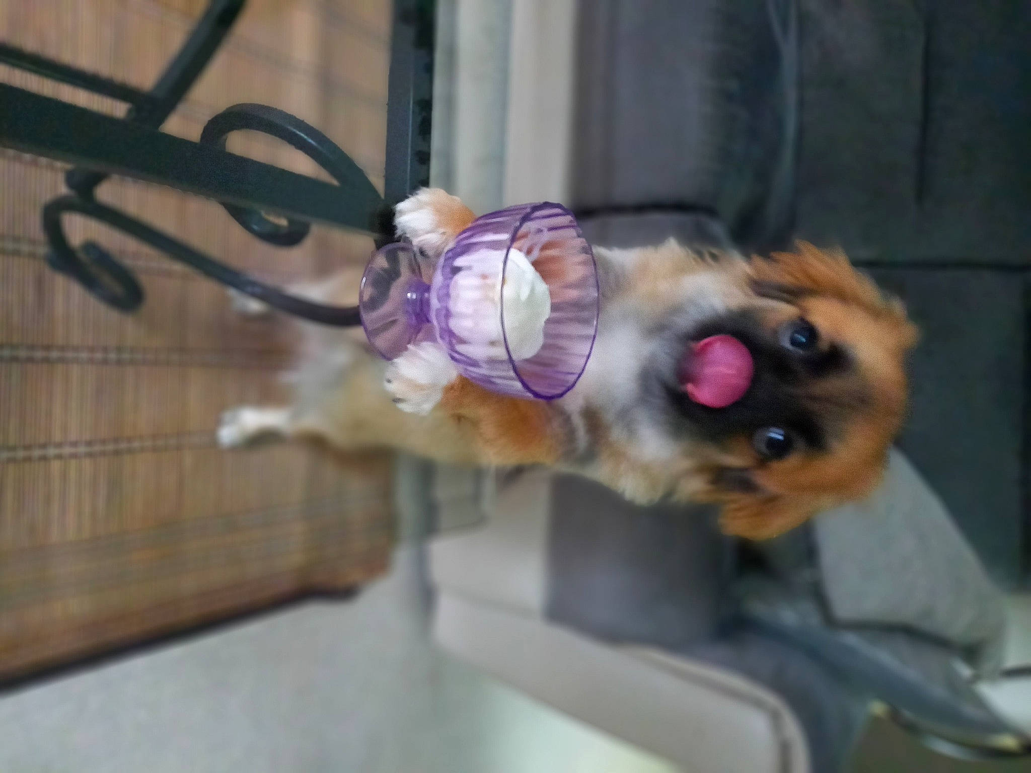 Shan participe au concours pour gagner de l'argent avec cette photo : audio_equipment, canidae, carnivore, companion_dog, dog, dog_breed, fawn, flooring, fur, magenta, pet_supply, snout, sporting_group, tail, toy_dog, whiskers, window, wire