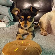 Zoé participe au concours pour gagner de l'argent avec cette photo : puppy, dog, toy, donut, blanket, brown, black, ears, eyes, fur, paw, couch, leather, home, pet, animal, indoor, cute, small, sleeping_area