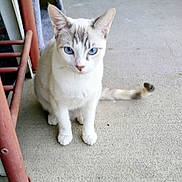 Twinke joined the competition — help win amazing prizes! cat, blue_eyes, white_fur, gray_markings, sitting, concrete_floor, tail, metal_railing, cat_tree, indoor, pet, animal, feline, close_up, portrait, looking_at_camera, ears_up, whiskers, young_cat, curious