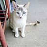 cat, blue_eyes, white_fur, gray_markings, sitting, concrete_floor, tail, metal_railing, cat_tree, indoor, pet, animal, feline, close_up, portrait, looking_at_camera, ears_up, whiskers, young_cat, curious