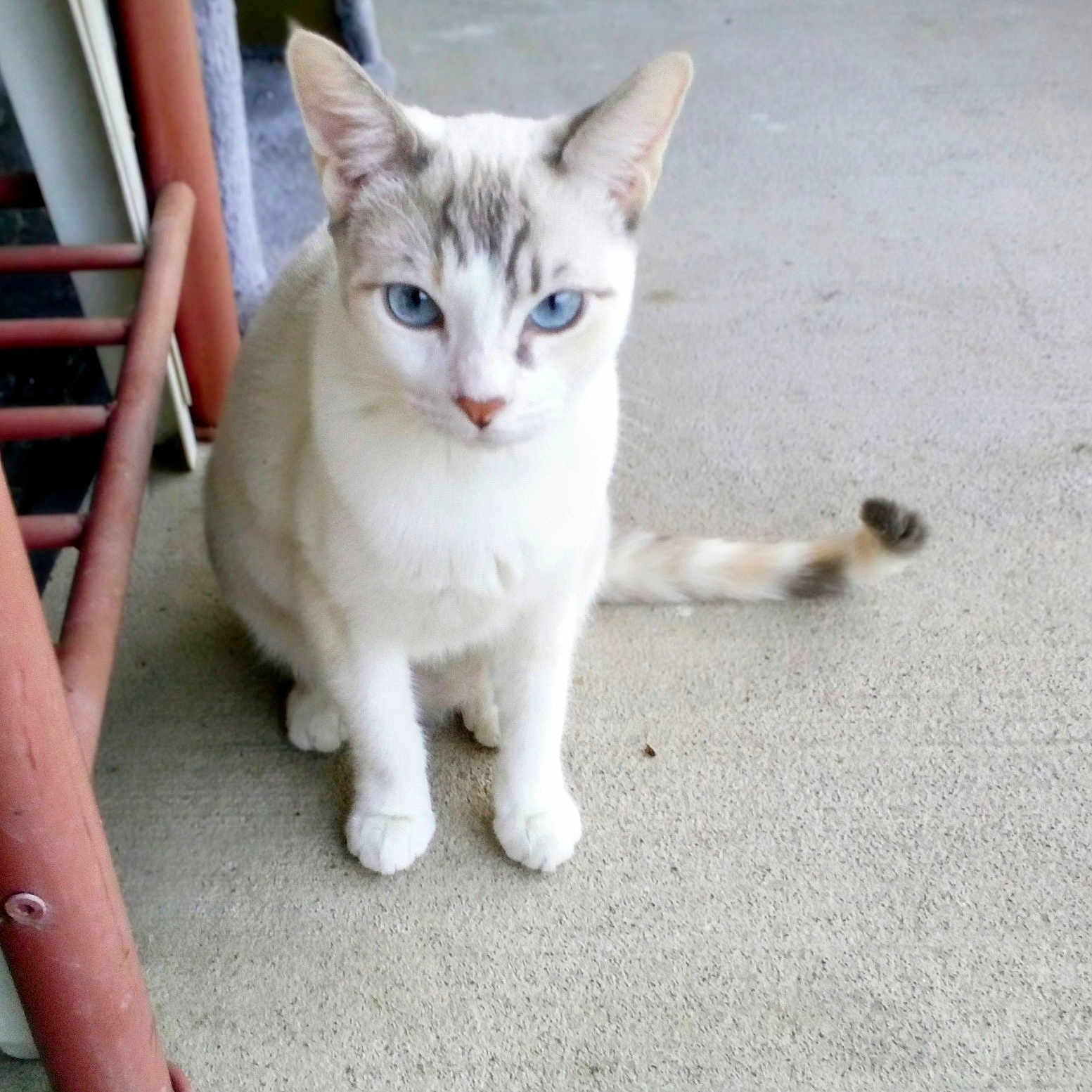 Twinke joined the competition — help win amazing prizes! cat, blue_eyes, white_fur, gray_markings, sitting, concrete_floor, tail, metal_railing, cat_tree, indoor, pet, animal, feline, close_up, portrait, looking_at_camera, ears_up, whiskers, young_cat, curious