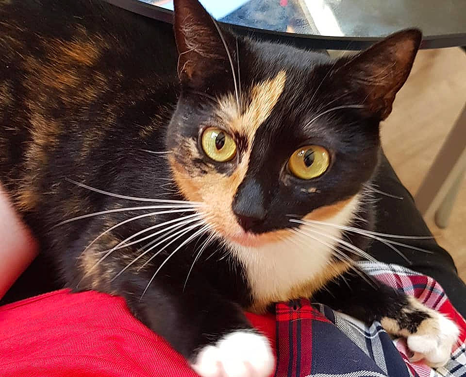 Echo a rejoint le concours — aidez-le/la à gagner de superbes lots ! american_wirehair, asian, black_cat, carnivore, cat, domestic_short_haired_cat, ear, european_shorthair, eye, felidae, fur, kitten, mammal, polydactyl_cat, small_to_medium_sized_cats, snout, vertebrate, whiskers