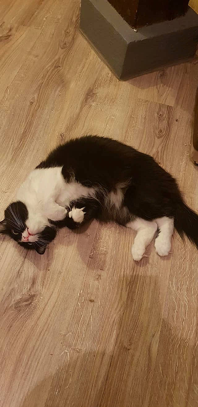 Dimple participe au concours pour gagner de l'argent avec cette photo : canidae, carnivore, cat, fawn, felidae, floor, flooring, fur, hardwood, kitten, norwegian_forest_cat, paw, polydactyl_cat, small_to_medium_sized_cats, tail, whiskers