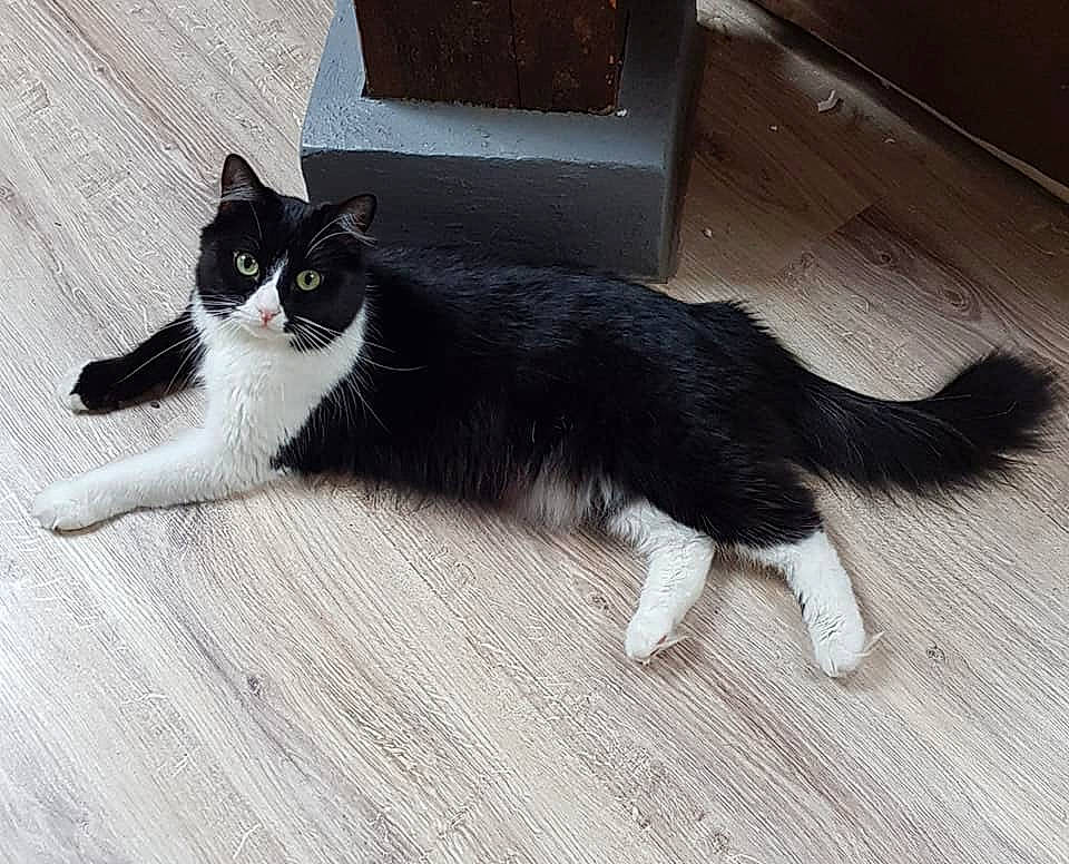 Dimple participe au concours pour gagner de l'argent avec cette photo : american_wirehair, black_and_white, black_cat, carnivore, cat, domestic_short_haired_cat, european_shorthair, felidae, floor, flooring, fur, kitten, mammal, norwegian_forest_cat, paw, polydactyl_cat, small_to_medium_sized_cats, tail, vertebrate, whiskers