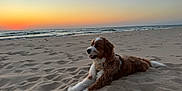 Dutch joined the competition — help win amazing prizes! dog, beach, sand, sunset, ocean, waves, sky, outdoor, animal, canine, relaxing, nature, water, fur, horizon, scenic, pet, calm, landscape, sunlight