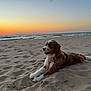 dog, beach, sand, sunset, ocean, waves, sky, outdoor, animal, canine, relaxing, nature, water, fur, horizon, scenic, pet, calm, landscape, sunlight