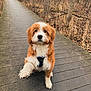 Dutch is registered to the contest to win money with this photo: dog, canine, pet, fluffy, orange_fur, white_fur, paw, wooden_path, trees, forest, nature, outdoor, animal, cute, sitting, walkway, leafless_trees, dry_grass, seasonal, fur