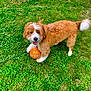 Dutch is registered to the contest to win money with this photo: dog, grass, orange_ball, playful, happy, outdoor, pet, fur, animal, tongue_out, paw, greenery, cute, young_dog, smiling, nature, daylight, canine, toy, lawn