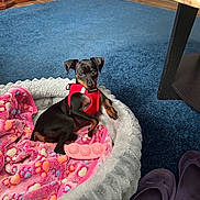 Bree is registered to the contest to win money with this photo: black_dog, blanket, blue_carpet, carpet, cozy, cute, dog, domestic, floor, indoor, looking_at_camera, pet_bed, puppy, red_harness, resting, slippers, small_dog, tan_markings, toy, wooden_furniture
