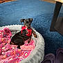 black_dog, blanket, blue_carpet, carpet, cozy, cute, dog, domestic, floor, indoor, looking_at_camera, pet_bed, puppy, red_harness, resting, slippers, small_dog, tan_markings, toy, wooden_furniture