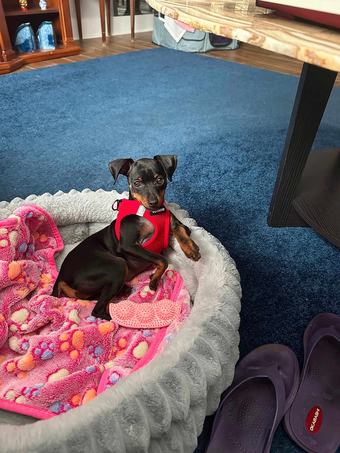 Bree is registered to the contest to win money with this photo: black_dog, blanket, blue_carpet, carpet, cozy, cute, dog, domestic, floor, indoor, looking_at_camera, pet_bed, puppy, red_harness, resting, slippers, small_dog, tan_markings, toy, wooden_furniture