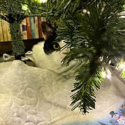 Symba is registered to the contest to win money with this photo: animal, background, black_and_white, bookshelf, branch, cat, christmas_tree, closeup, cozy, curious, decorations, feline, festive, greenery, holiday, indoor, lights, pet, plant, tree_skirt
