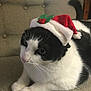 Symba joined the competition — help win amazing prizes! animal, black_and_white, calm, cat, chair, closeup, cozy, cute, domestic_cat, feline, festive, fur, holiday, indoors, nose, pet, resting, santa_hat, tail, whiskers