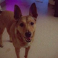 Goldie is registered to the contest to win money with this photo: canidae, carnivore, companion_dog, dog, dog_breed, dog_supply, door, ear, fawn, flooring, fur, happy, paw, pet_supply, snout, sporting_group, tail, terrestrial_animal, whiskers, working_animal