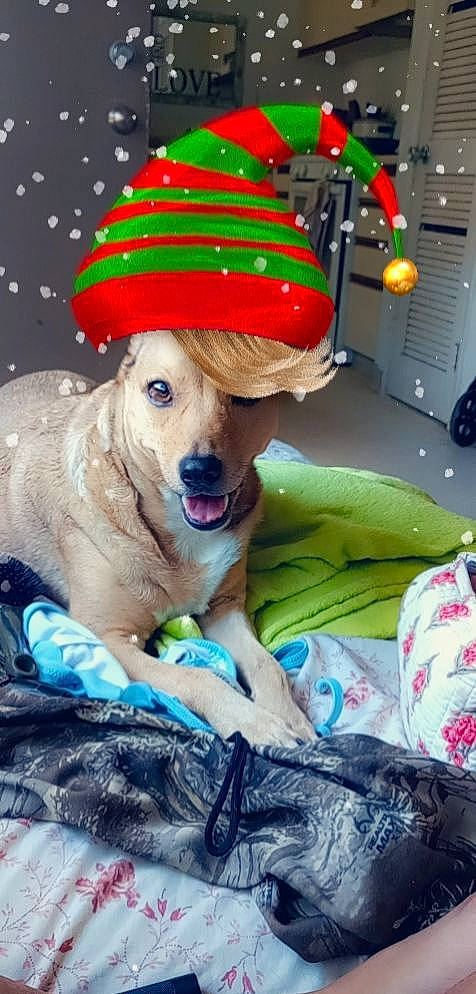 Goldie is registered to the contest to win money with this photo: baseball_cap, cap, carnivore, companion_dog, costume_hat, dog, dog_breed, dog_supply, event, fashion_accessory, fawn, fun, fur, happy, hat, holiday, paw, plant, smile, tree
