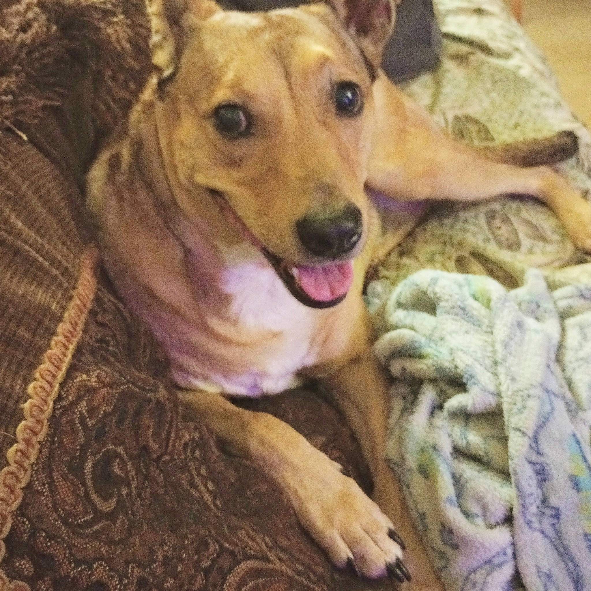 Goldie joined the competition — help win amazing prizes! canidae, carnivore, collar, comfort, companion_dog, dog, dog_breed, dog_supply, fawn, fur, happy, paw, smile, snout, sporting_group, street_dog, whiskers, wood, working_animal