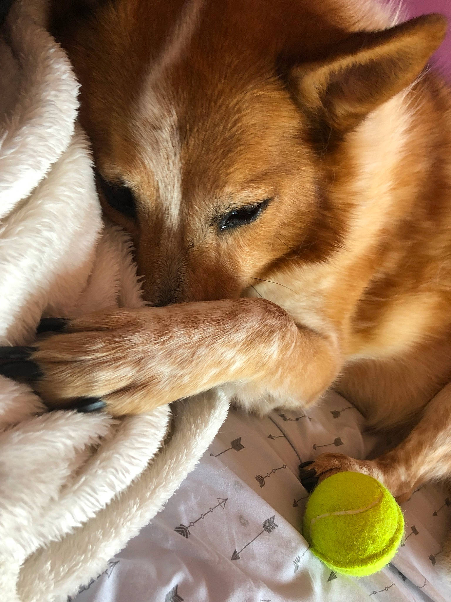 Chewy joined the competition — help win amazing prizes! canidae, carnivore, dog, dog_breed, fawn, mammal, tennis_ball