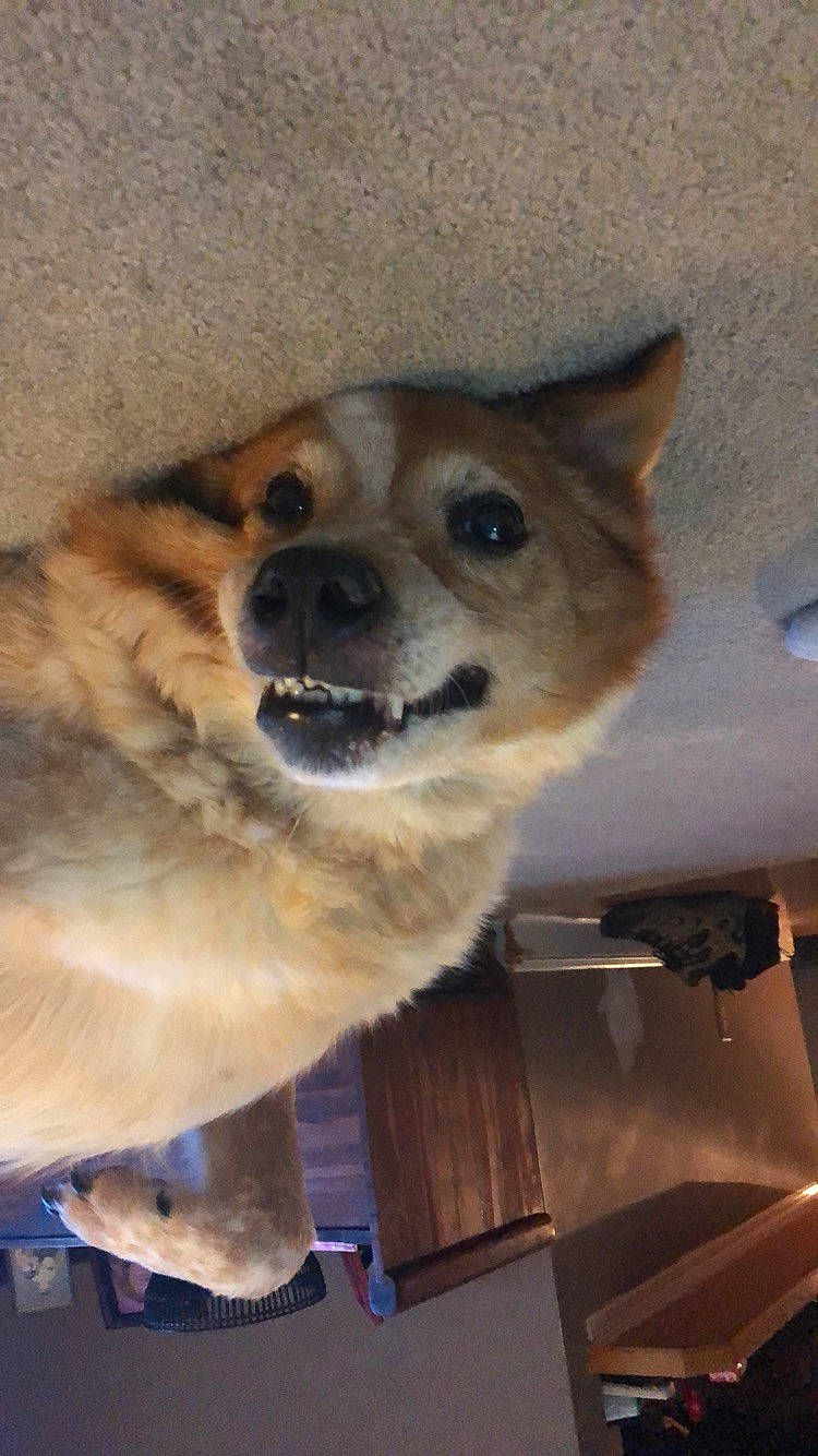 Chewy is registered to the contest to win money with this photo: canidae, carnivore, companion_dog, dog, dog_breed, fawn, korean_jindo_dog, mammal, non_sporting_group, norwegian_buhund, pomeranian, shiba_inu, snout, spitz, sporting_group, vertebrate, whiskers