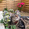 cat, tabby_cat, flower, hydrangea, garden, outdoor, plant, wooden_fence, pink_flower, greenery, pet, animal, nature, relaxation, collar, whiskers, close_up, sunlight, sleeping_cat, cute