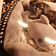 Teddybear is registered to the contest to win money with this photo: animal, blurred, brown_dog, comfort, cozy, cute, dog, furry, home, indoor, leopard_print, pet_bed, plush_toy, resting, shark_toy, sleeping, small_dog, snuggling, soft, stuffed_animal