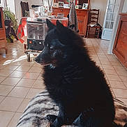 Hermine Du participe au concours pour gagner de l'argent avec cette photo : animal, black_dog, blanket, chair, coat, cozy, dog, furniture, heater, home, indoor, pet, plant, quiet, sitting, sunlight, table, tile_floor, window, wooden_cabinet
