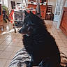 animal, black_dog, blanket, chair, coat, cozy, dog, furniture, heater, home, indoor, pet, plant, quiet, sitting, sunlight, table, tile_floor, window, wooden_cabinet