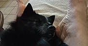 Hermine Du participe au concours pour gagner de l'argent avec cette photo : animal, bare_feet, black_dog, close_up, comfort, companion, cozy, dog, domestic, furniture, home, indoor, nap, paw, pet, relaxation, resting, sleeping, snuggling, tile_floor