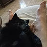 animal, bare_feet, black_dog, close_up, comfort, companion, cozy, dog, domestic, furniture, home, indoor, nap, paw, pet, relaxation, resting, sleeping, snuggling, tile_floor