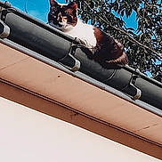 Nougatine a rejoint le concours — aidez-le/la à gagner de superbes lots ! animal, blue_sky, building, calm, cat, daytime, feline, gutter, house, leaf, nature, outdoor, pet, relaxed, resting, roof, shade, sky, sunlight, tree