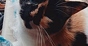 Nougatine participe au concours pour gagner de l'argent avec cette photo : animal, calico, cat, close_up, cozy, curious, cute, domestic, ear, eye, face, feline, fur, indoor, nose, pet, portrait, resting, soft_light, whiskers