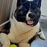 dog, akita, black_and_white, fluffy, large_breed, portrait, sitting, lying_down, happy, smiling, tongue_out, upright_ears, dark_fur, white_fur, tennis_ball, toy, indoor, tile_floor, home, close_up