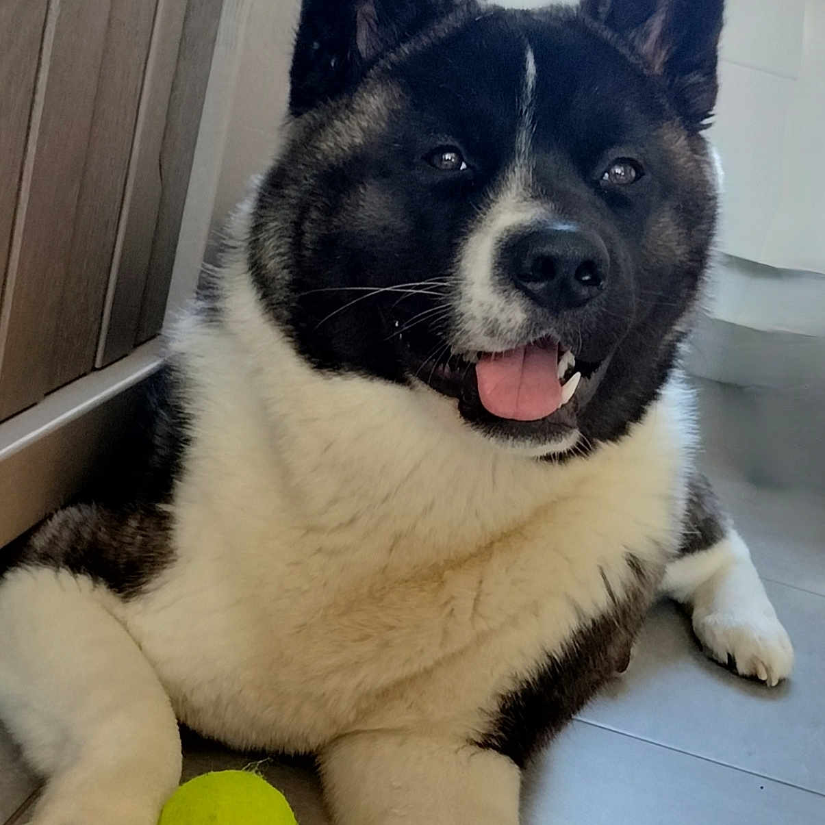 Aïko participe au concours pour gagner de l'argent avec cette photo : dog, akita, black_and_white, fluffy, large_breed, portrait, sitting, lying_down, happy, smiling, tongue_out, upright_ears, dark_fur, white_fur, tennis_ball, toy, indoor, tile_floor, home, close_up