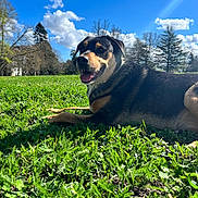 Filou a rejoint le concours — aidez-le/la à gagner de superbes lots ! dog, grass, park, sky, clouds, trees, sunlight, tongue_out, pet, canine, lawn, nature, fur, muzzle, portrait, outdoor, happy, blue_sky, daylight, relaxed