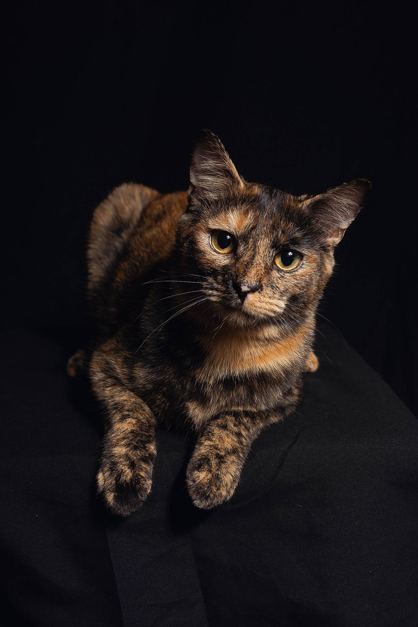 Arya participe au concours pour gagner de l'argent avec cette photo : carnivore, cat, claw, darkness, domestic_short_haired_cat, felidae, fur, paw, small_to_medium_sized_cats, snout, tail, terrestrial_animal, whiskers, wildlife, window