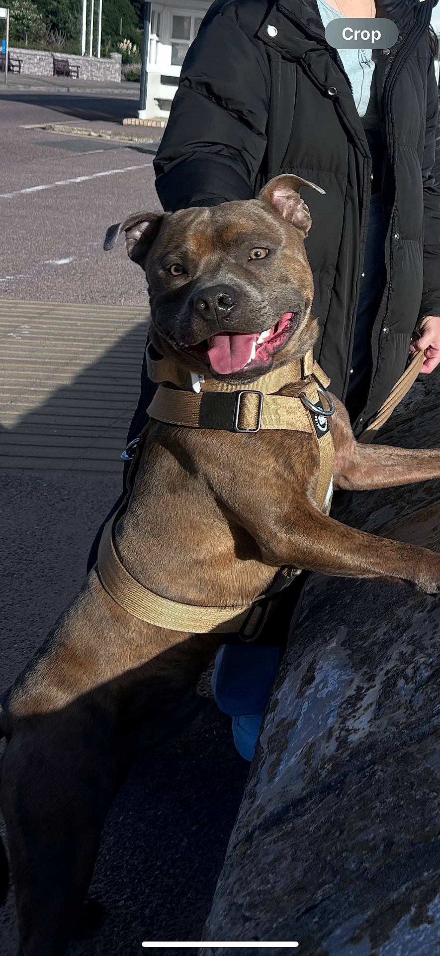 Pickles is registered to the contest to win money with this photo: animal, black_jacket, brindle, canine, dog, friendly, happy, harness, leash, nature, outdoor, park, pavement, person, pet, rock, smiling, sunlight, tongue_out, walking