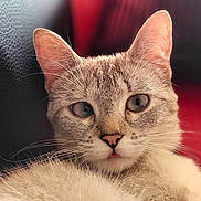 Mya participe au concours pour gagner de l'argent avec cette photo : animal, cat, close_up, cute, domestic_cat, ears, eyes, face, feline, fur, indoor, leather_couch, nose, pet, portrait, red_cushion, relaxed, resting, soft_fur, whiskers