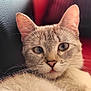 animal, cat, close_up, cute, domestic_cat, ears, eyes, face, feline, fur, indoor, leather_couch, nose, pet, portrait, red_cushion, relaxed, resting, soft_fur, whiskers