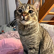 Charly participe au concours pour gagner de l'argent avec cette photo : cat, tabby, indoor, pet, feline, whiskers, green_eyes, curious, fur, close_up, stairs, blanket, cozy, domestic, animal, cute, sitting, portrait, soft_lighting, house