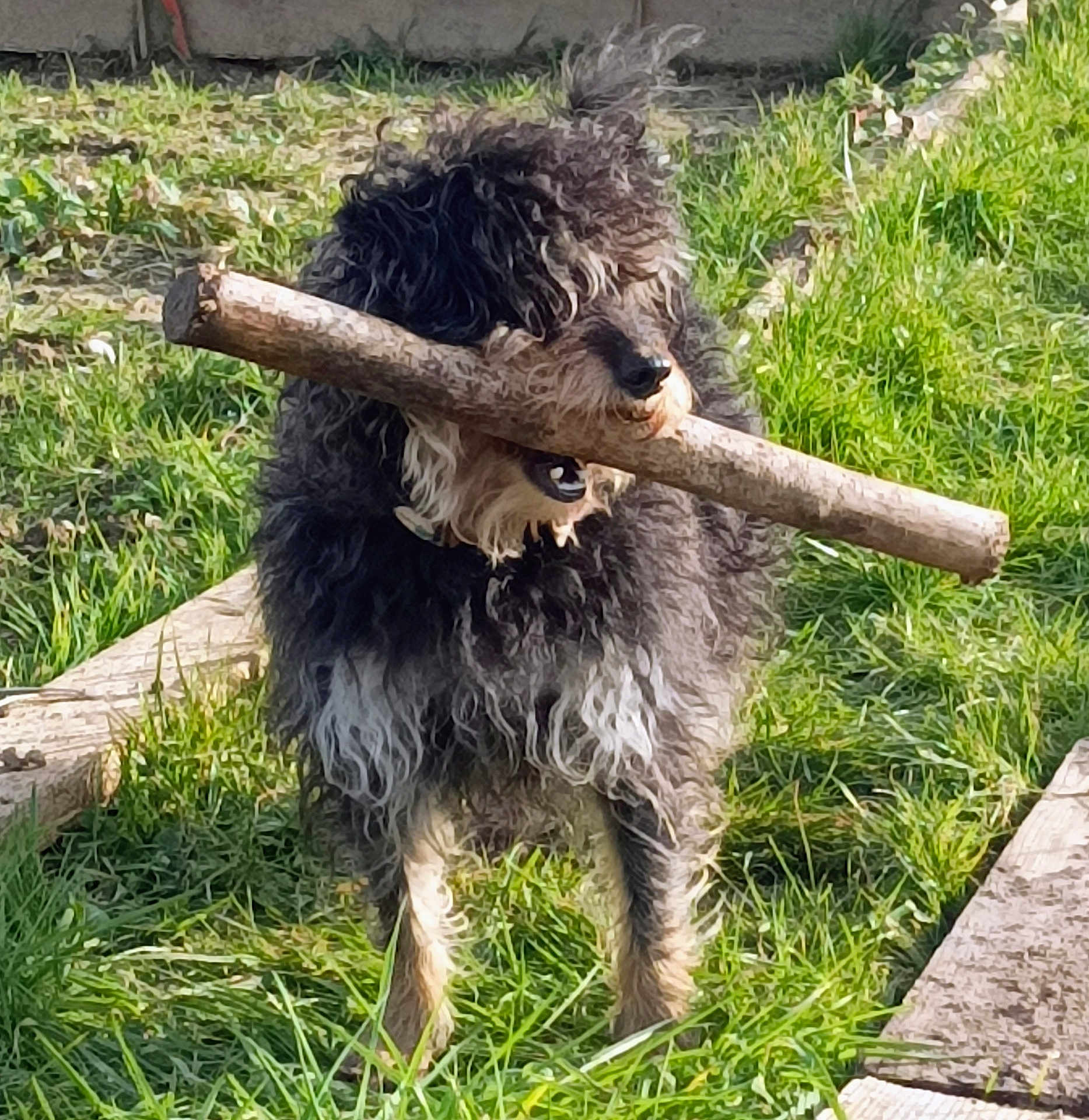 Pépite